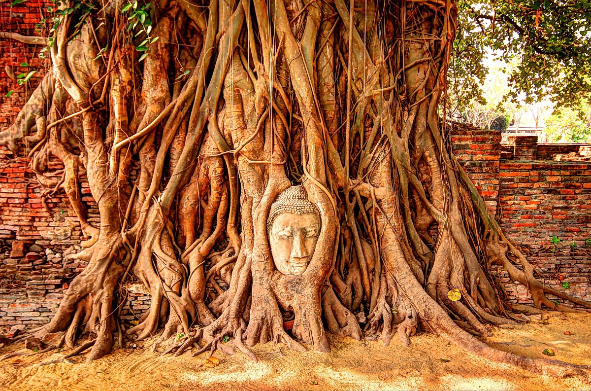 buddhas face treeroots thailand