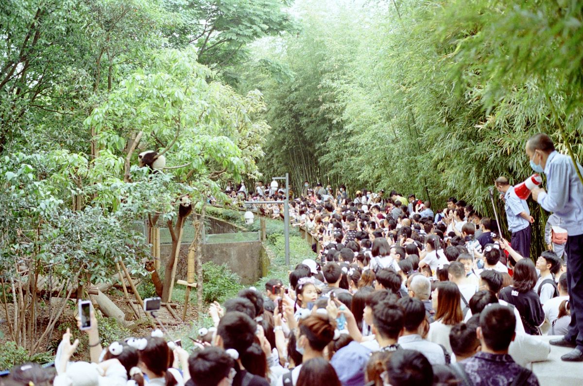 chinese crowd photo panda
