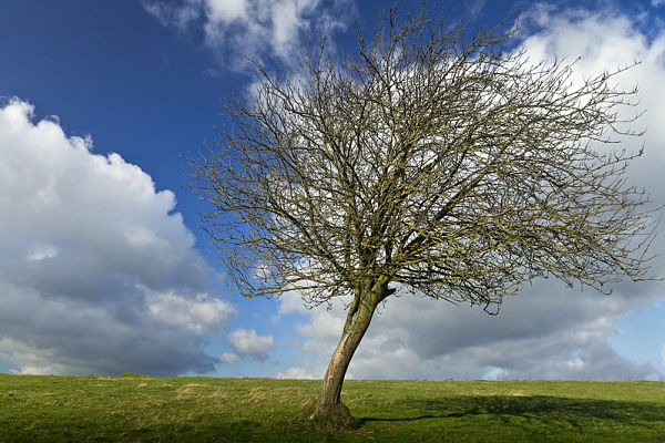 Image of a Tree