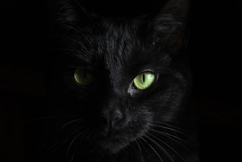 saudi-black-cat