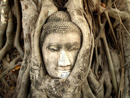 head-buddha-roots-tree-thailand