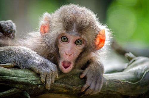 fascinated-japanese-monkey