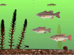 fish-test-image