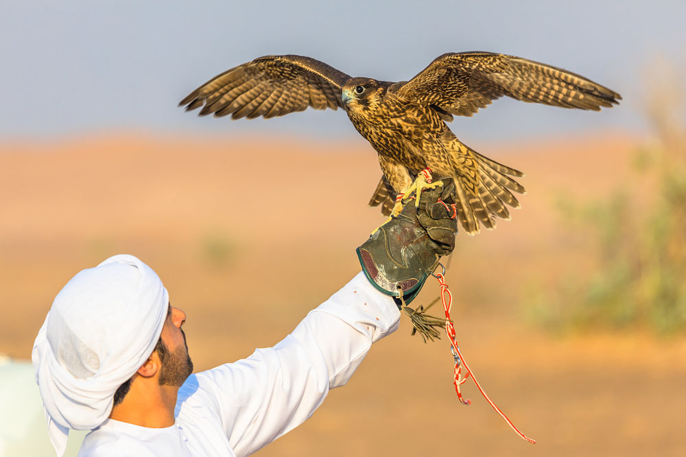 falcon trainer