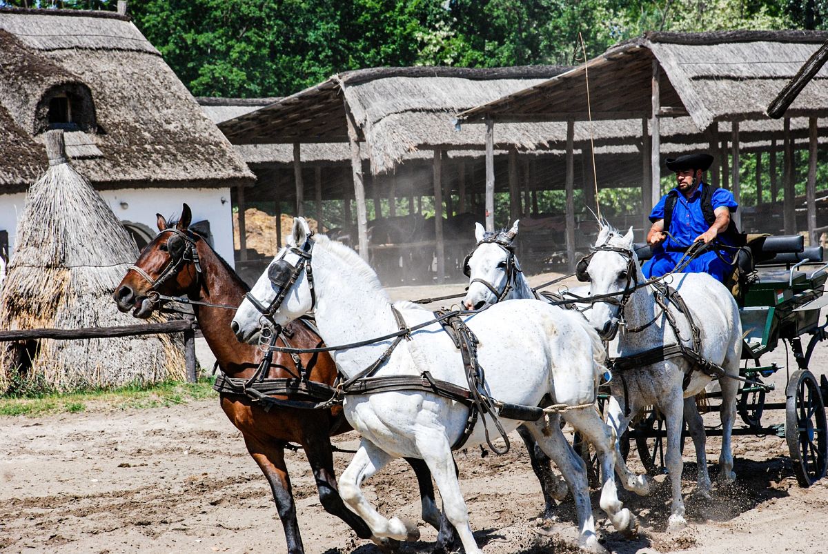 horse show hungary