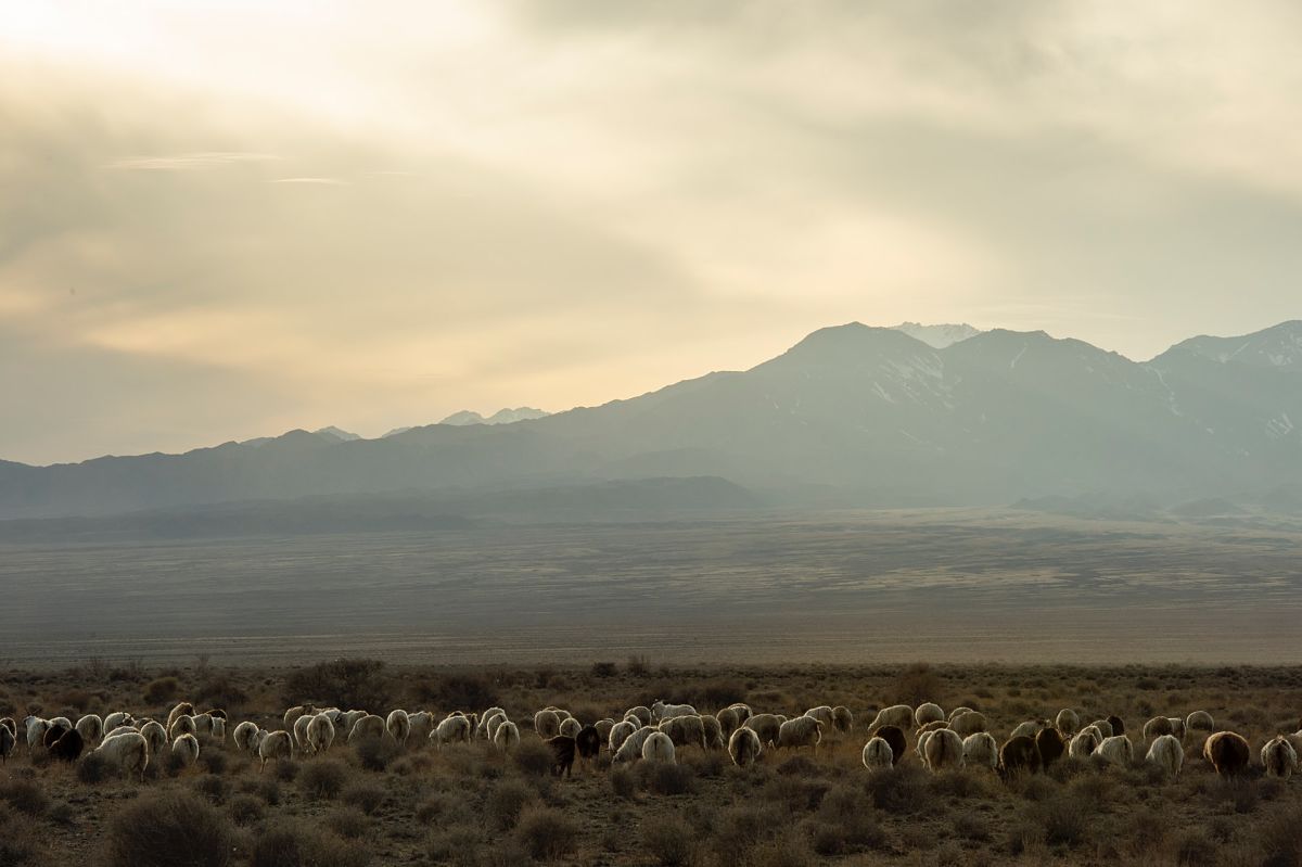 kazakh sheep at dusk