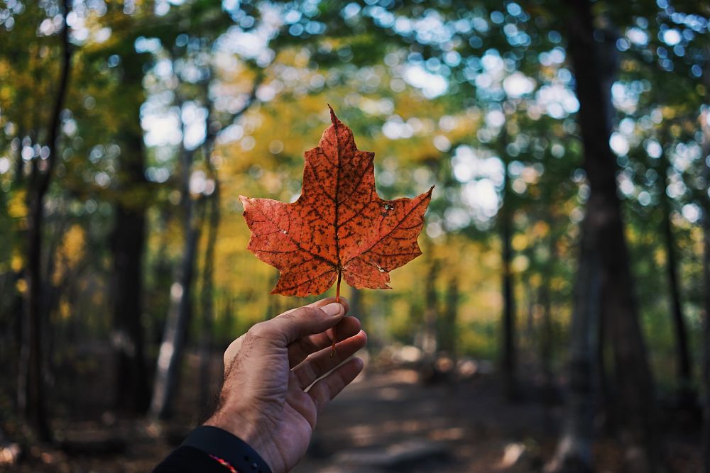 Candian Maple Leaf