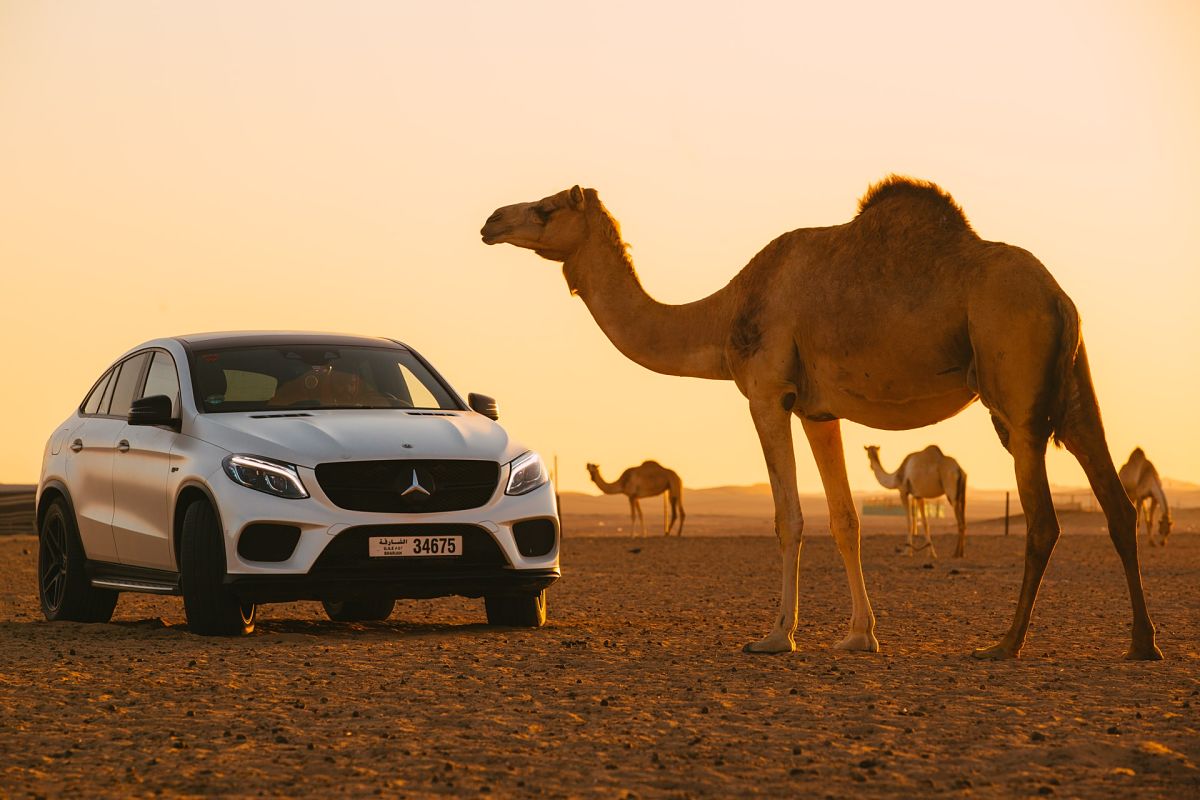 camel with benz dubai