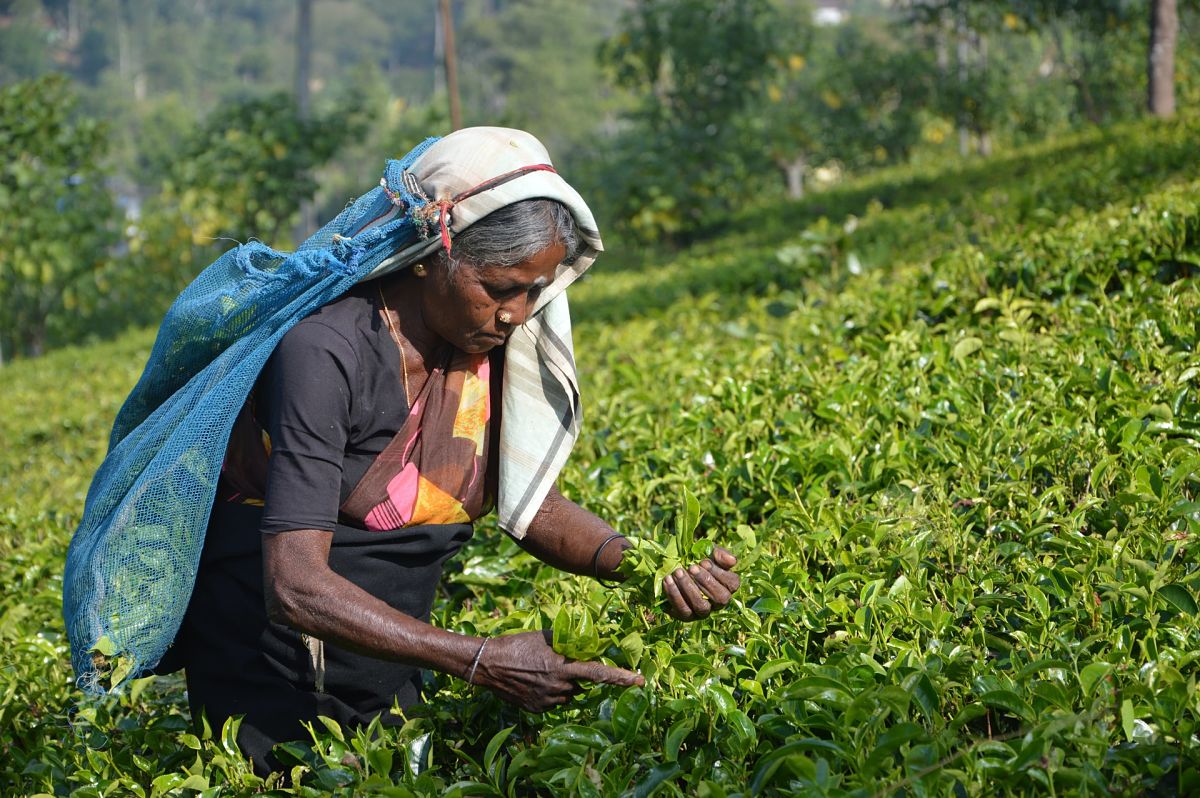 tea picking srilanka