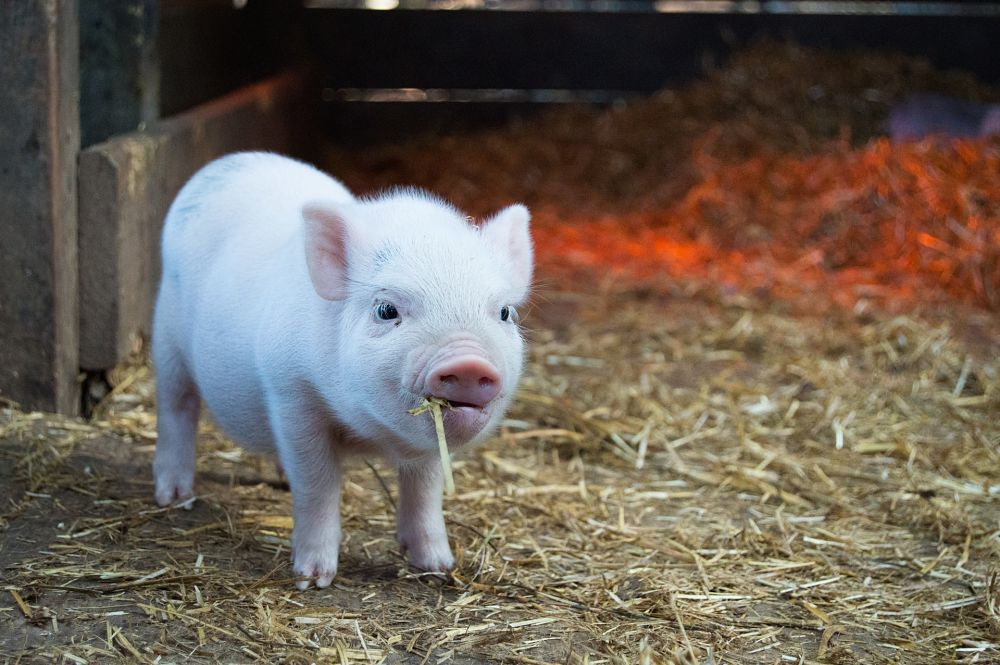 white piglet