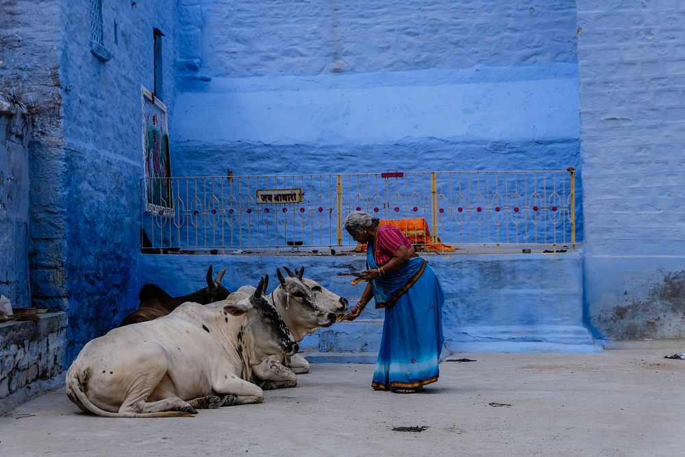 women feed cows